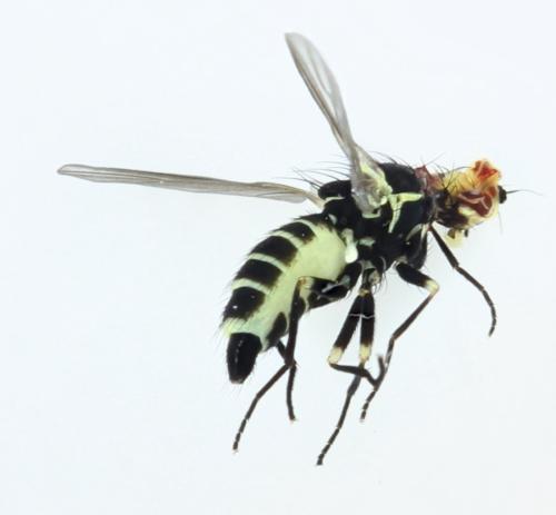 Napomyza sp.